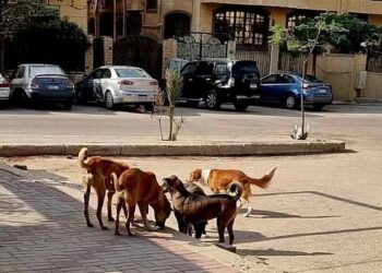 مصر میں آوارہ کتوں کا کمسن بچی پر حملہ، 15 ماہ کی بچی جاں بحق