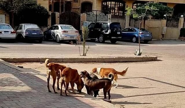 مصر میں آوارہ کتوں کا کمسن بچی پر حملہ، 15 ماہ کی بچی جاں بحق